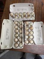 œufs de canard fertiles, Animaux & Accessoires, Oiseaux | Oiseaux Autre, Domestique, Plusieurs animaux
