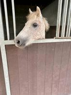 Lieve A-pony – perfect om te leren, Dieren en Toebehoren, B, A pony (tot 1.17m), 11 jaar of ouder, Recreatiepony