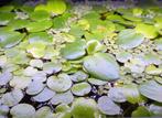 Plantes flottantes pour aquarium, Enlèvement, Neuf, Plante(s), Pierre ou Bois