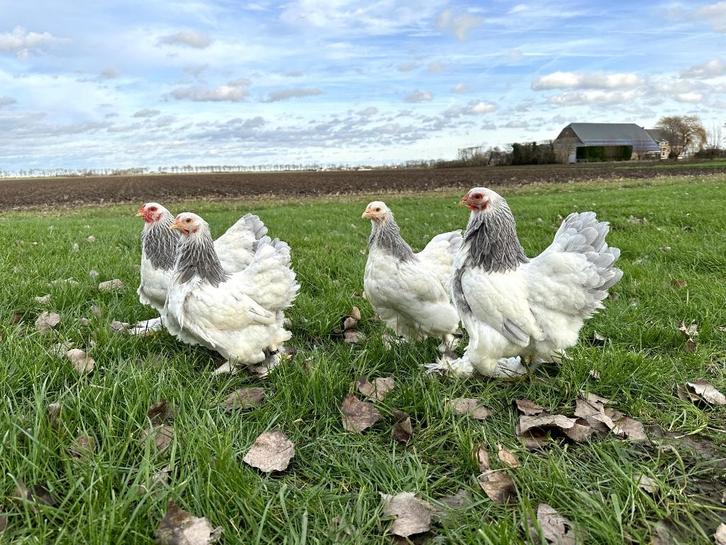 Mooie Brahma kriel kippen hennen gesekst, Dieren en Toebehoren, Pluimvee, Kip, Vrouwelijk