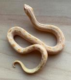 Westelijke haakneusslang, 11 maand, soort: Albino Conda, Slang, Tam, 0 tot 2 jaar