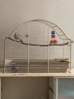 blauwe kakariki pop, Dieren en Toebehoren, Tam