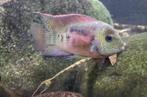Panamius panamensis, Zoetwatervis