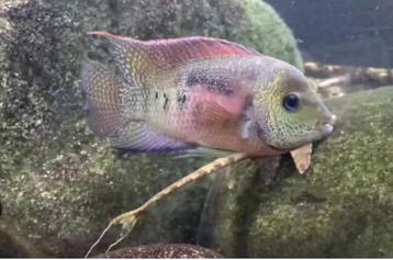 Panamius panamensis beschikbaar voor biedingen