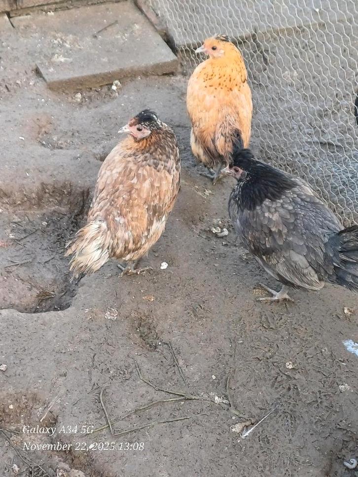 krielkippetjes: 5 hennetjes 2025, Dieren en Toebehoren, Pluimvee, Kip