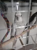 Vrouwelijke valkparkiet, Dieren en Toebehoren