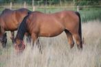 Lieve arabische merrie, als gezelschapsmaatje, wandelpaard, Dieren en Toebehoren, Paarden, Merrie