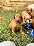 Nova scotia duck tolling retriever pups, Dieren en Toebehoren, Honden | Retrievers, Spaniëls en Waterhonden, België, Overige rassen