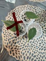 Te koop: Baby Alocasia “Dragon Breath”, Huis en Inrichting, Ophalen, Overige soorten