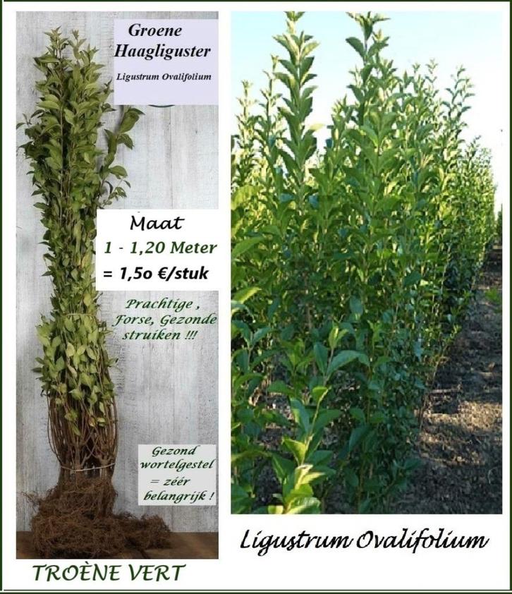 FORTE TROÈNE DES HAIES VERTE 1 - 1,25 Mètre = 1,5o€/pc, Jardin & Terrasse, Plantes | Arbustes & Haies, Haie, Troène, 100 à 250 cm