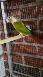 Pyrrhura molinae, Dieren en Toebehoren, Vrouwelijk