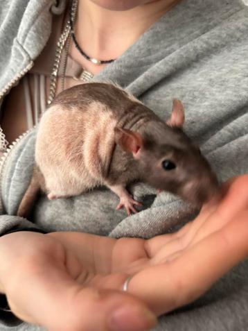 Heel veel ratten rittens mannen op te halen voor €8,50 beschikbaar voor biedingen