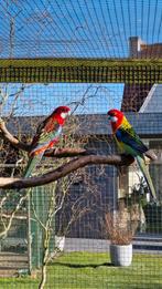 Rosella parkieten, Dieren en Toebehoren, Vogels | Parkieten en Papegaaien