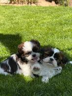 Shih Tzu pupjes, Dieren en Toebehoren, België, Overige rassen, CDV (hondenziekte), 8 tot 15 weken
