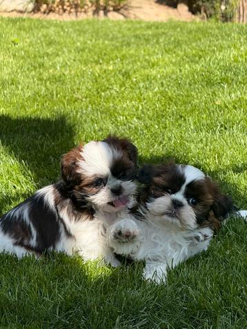 Chiots Shih Tzu, Autres races, Plusieurs, Parvovirose, Belgique