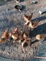 5 jonge haantjes – gratis af te halen (Hulste)