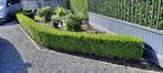 Le Buis, Jardin & Terrasse, Plantes | Arbustes & Haies, Moins de 100 cm, Enlèvement, Buis, Haie