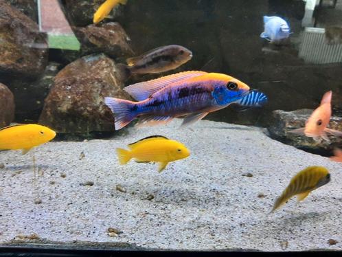 Coucher de soleil d'Aulonocara sur les cichlidés du Malawi, Animaux & Accessoires, Poissons | Poissons d'aquarium