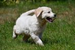 Golden Retriever pups te koop - Beide ouders aanwezig, Dieren en Toebehoren, Golden retriever, België, 8 tot 15 weken, CDV (hondenziekte)