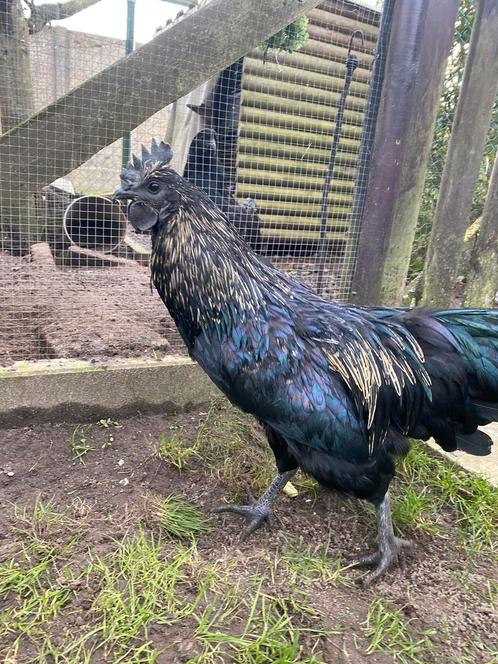 ayman cemani x white ayam cemani, Dieren en Toebehoren, Pluimvee, Kip, Mannelijk