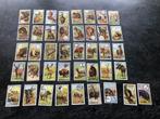 41 plaatjes Kwatta Zoölogie, Ophalen of Verzenden