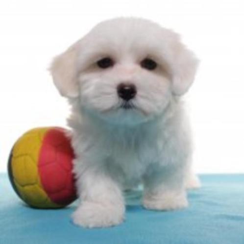 Superschattige Maltezer puppy's te koop (Belgisch), Dieren en Toebehoren, Honden | Chihuahua's en Gezelschapshonden, Meerdere dieren