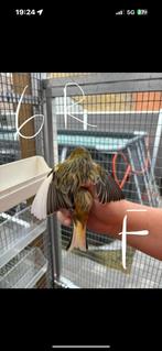 Canari, Ophalen