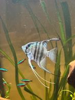 Maanvis, Dieren en Toebehoren, Vis, Zoetwatervis