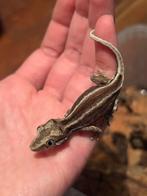 Gargoyle babies, Dieren en Toebehoren, Reptielen en Amfibieën, Hagedis, Tam, 0 tot 2 jaar