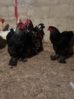 Grote hanen, Dieren en Toebehoren, Pluimvee