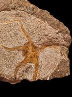 1) Fossielen Slangenster uit marokko 15 cm., Verzamelen, Ophalen of Verzenden, Fossiel