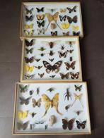 Papillon et insecte en boîte, Collections, Collections Animaux, Insecte, Enlèvement ou Envoi