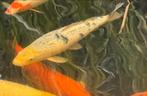 Koi Shiro utsuri III  50 cm, Karper of Koi