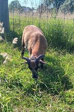 Zeer mooi Kameroen rammetje, Dieren en Toebehoren, Schapen, Geiten en Varkens, Mannelijk, Schaap, 0 tot 2 jaar