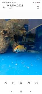 Cichlidès Malawi astatotilapia caliptera mbenji