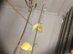 Kanaries verschillende kleuren, Dieren en Toebehoren, Vogels | Kanaries, Mannelijk, Kleurkanarie
