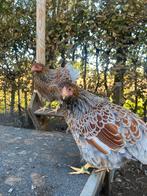 Wyandotte kriel, Meerdere dieren, Kip