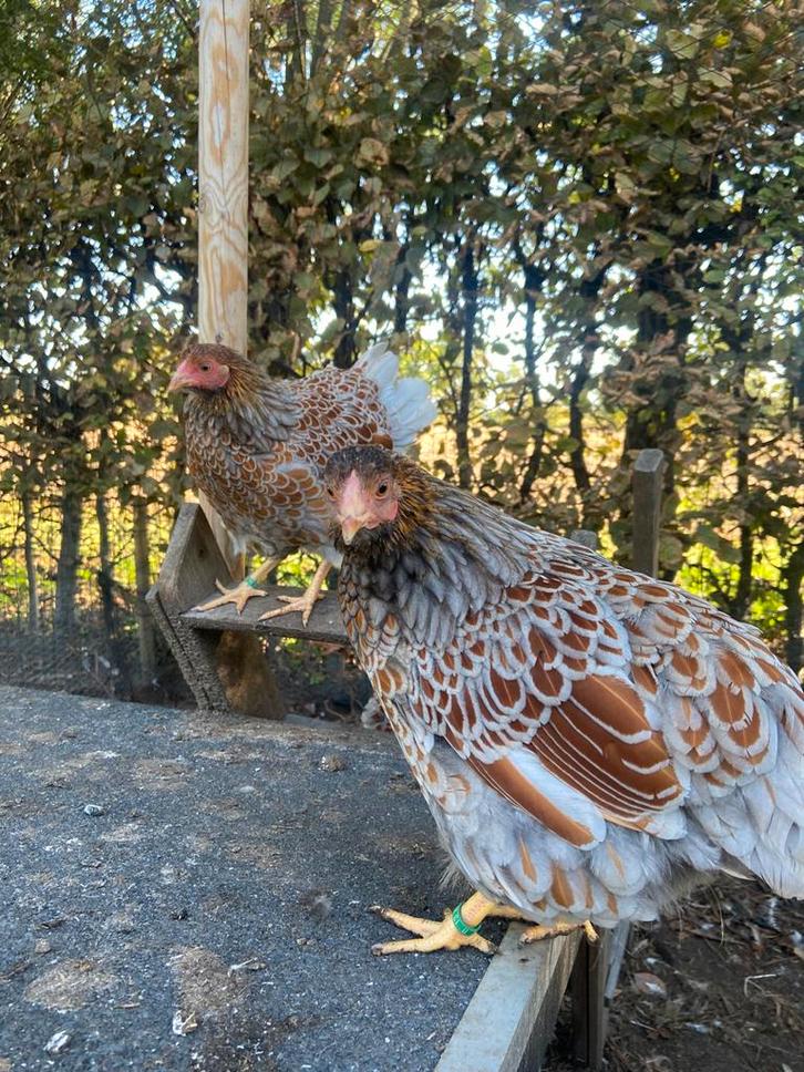 Wyandotte kriel, Dieren en Toebehoren, Pluimvee, Kip, Meerdere dieren