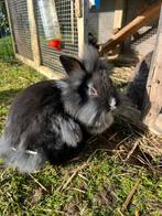 Belle tête de lion, Animaux & Accessoires, Mâle, Nain, 0 à 2 ans