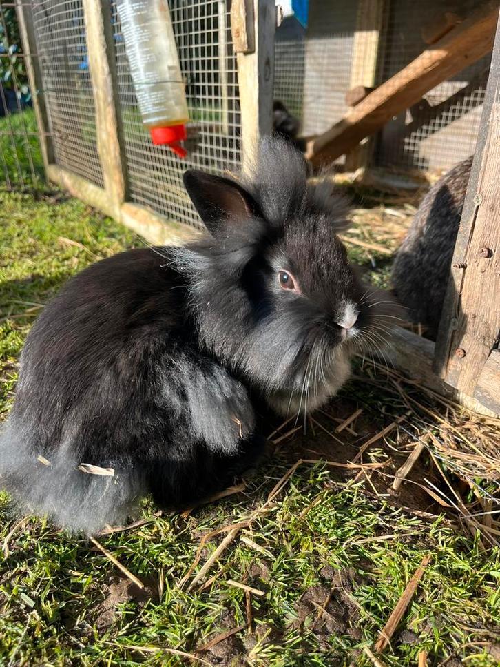 Mooi leeuwenkopje, Dieren en Toebehoren, Konijnen, Dwerg, Mannelijk, 0 tot 2 jaar