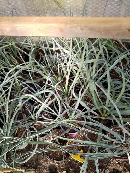 yucca  treculeana, Tuin en Terras, Planten | Tuinplanten, Ophalen