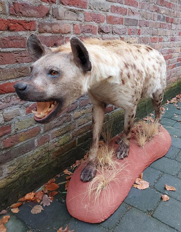Unieke opgezette hyena taxidermie afrika schedel curiosa, Verzamelen, Dierenverzamelingen, Opgezet dier, Wild dier, Ophalen
