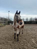 Coaching paard te koop, Dieren en Toebehoren, Ruin