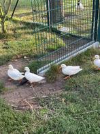 Een koppel kwakers te koop, Dieren en Toebehoren, Pluimvee