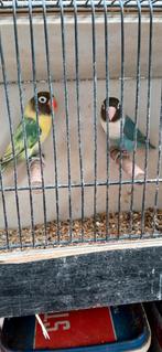 Personata koppel bond turquoise en blauw gezoemd, Dieren en Toebehoren, Vogels | Parkieten en Papegaaien