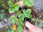 Klein fruit - bloemen, Tuin en Terras, Ophalen, Vaste plant