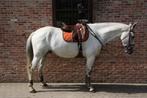 Paard te koop, Dieren en Toebehoren, Paarden, Gechipt, Ruin, L, 7 tot 10 jaar