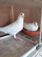 Mooi wit reisduifkweekkoppel, Dieren en Toebehoren