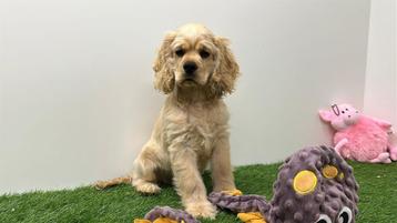 Amerikaanse Cocker Spaniël pups beschikbaar voor biedingen