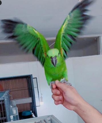 Geelnek amazone baby's papegaaien 3 maanden oud  beschikbaar voor biedingen